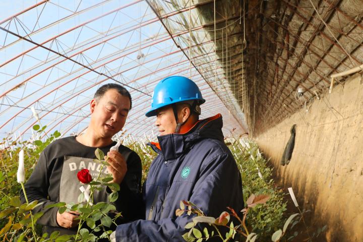 2月12日,国网沈阳供电公司检修人员上门为辽中区玫瑰种植户检查用电线路设备安全。杜岩 摄 2月12日,国网沈阳供电公司检修人员上门为辽中区玫瑰种植户检查用电线路设备安全。杜岩 摄