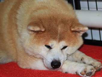 秋田犬多久能長成成犬奉禾犬業