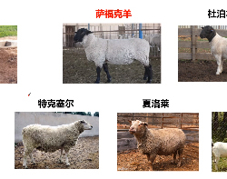 【学习笔记】华南农大郭勇庆老师：肉羊生产存在问题及应对措施