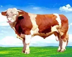 常见肉牛品种 