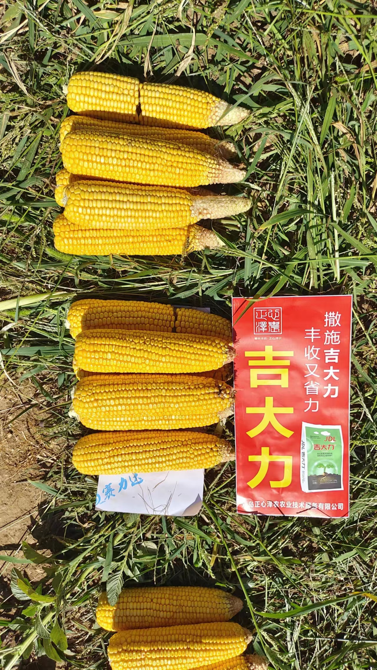 北京玉米获得更好的生长效果 