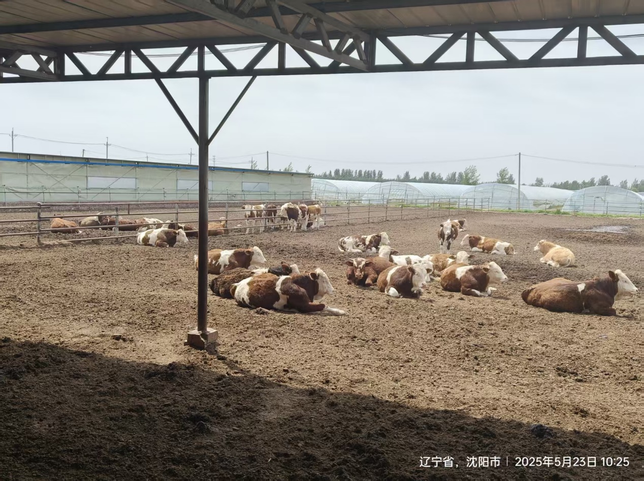 远离误区之-酵母培养物中的寡糖越高越好