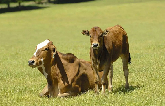 说说蹄叶炎（三）