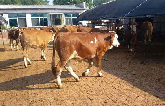 对于猪牛羊肉，为何不实施更低收购价来托底？