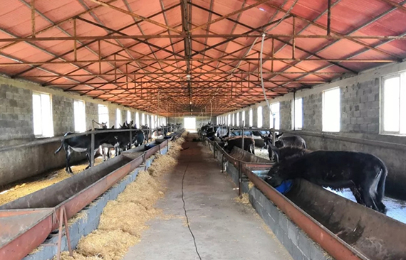 搞养殖，夏季苍蝇太多怎么办？