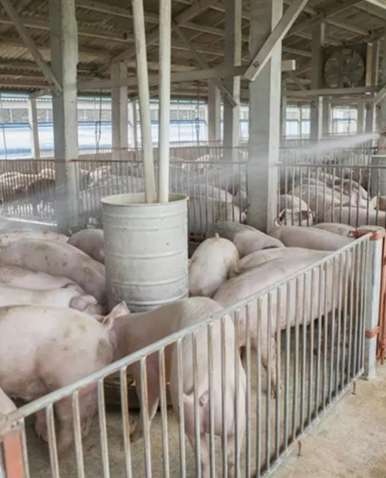 辽宁现在到底能不能吃猪肉？刚刚，省畜牧兽医局给出了答案！