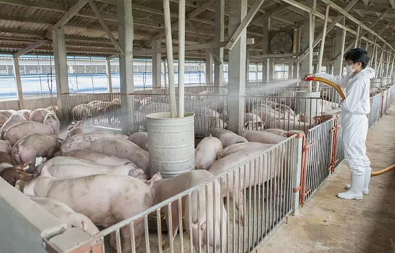 辽宁现在到底能不能吃猪肉？刚刚，省畜牧兽医局给出了答案！