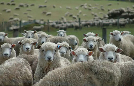 羊疾病防疫最常用的8种疫苗