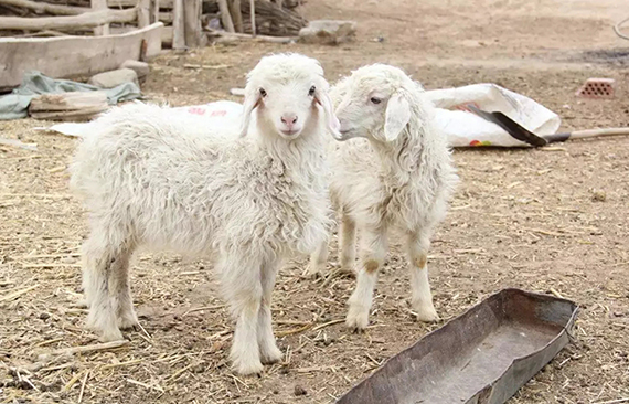 养羊的五大误区及建议 新手养羊一定要避免！