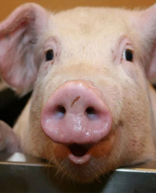 上半年全国畜牧产业形势总体向好，畜产品供应充足