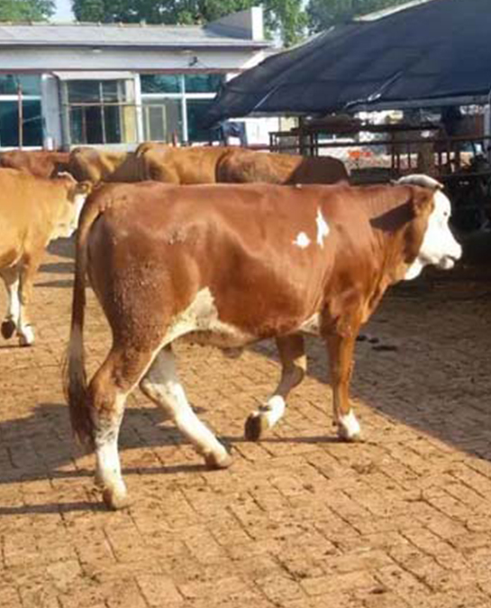 对于猪牛羊肉，为何不实施更低收购价来托底？