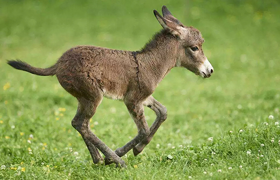说说蹄叶炎（一）