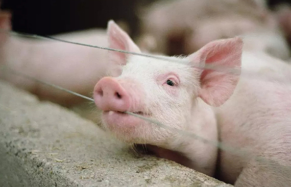 教槽料，养猪业的革命！