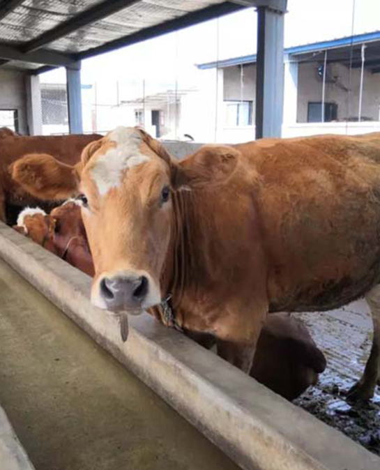 正确的养殖理念，防止你跑偏