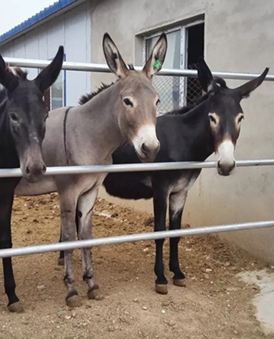 养驴者的福音，736系列超浓缩饲喂方案（一）