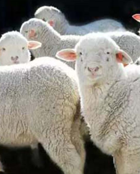 好饲料，饲喂对比才能知道