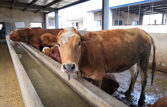 正确的养殖理念，防止你跑偏