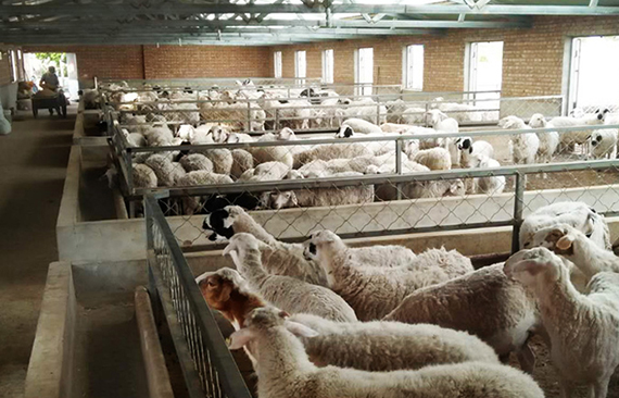 学习新纪元的肉羊舍饲技术