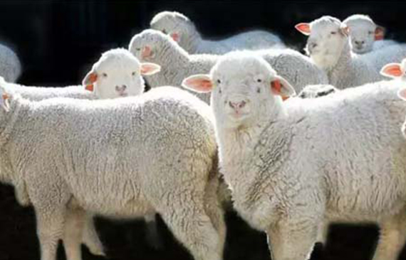 8月10日：羊肉价格比昨天上升0.5%