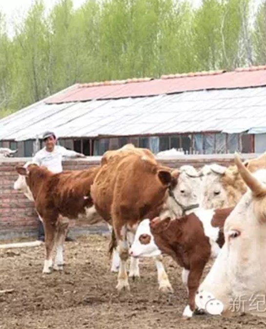 适合小规模农户的舍饲牛配套技术