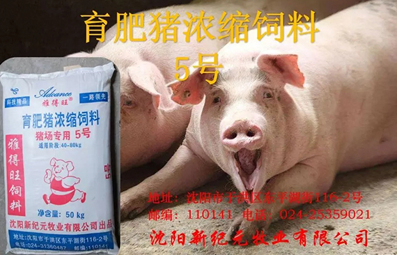 供需环境迥异　猪价国际国内两重天