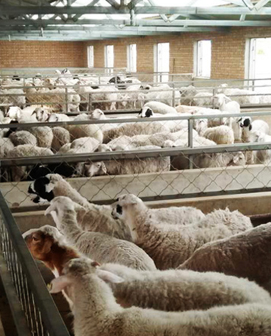 学习新纪元的肉羊舍饲技术