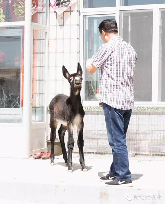 驴驹配方奶粉----好神奇！