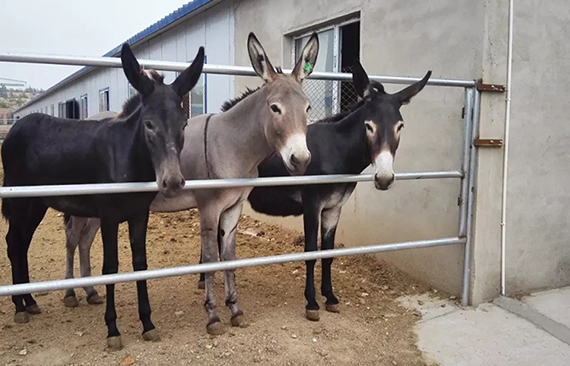 养驴者的福音，736系列超浓缩饲喂方案（二）