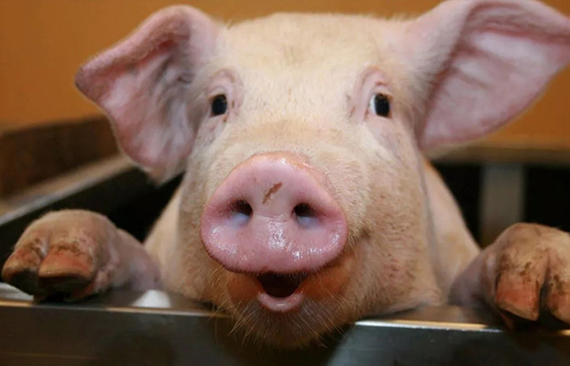 北稳南涨　猪价小幅上涨