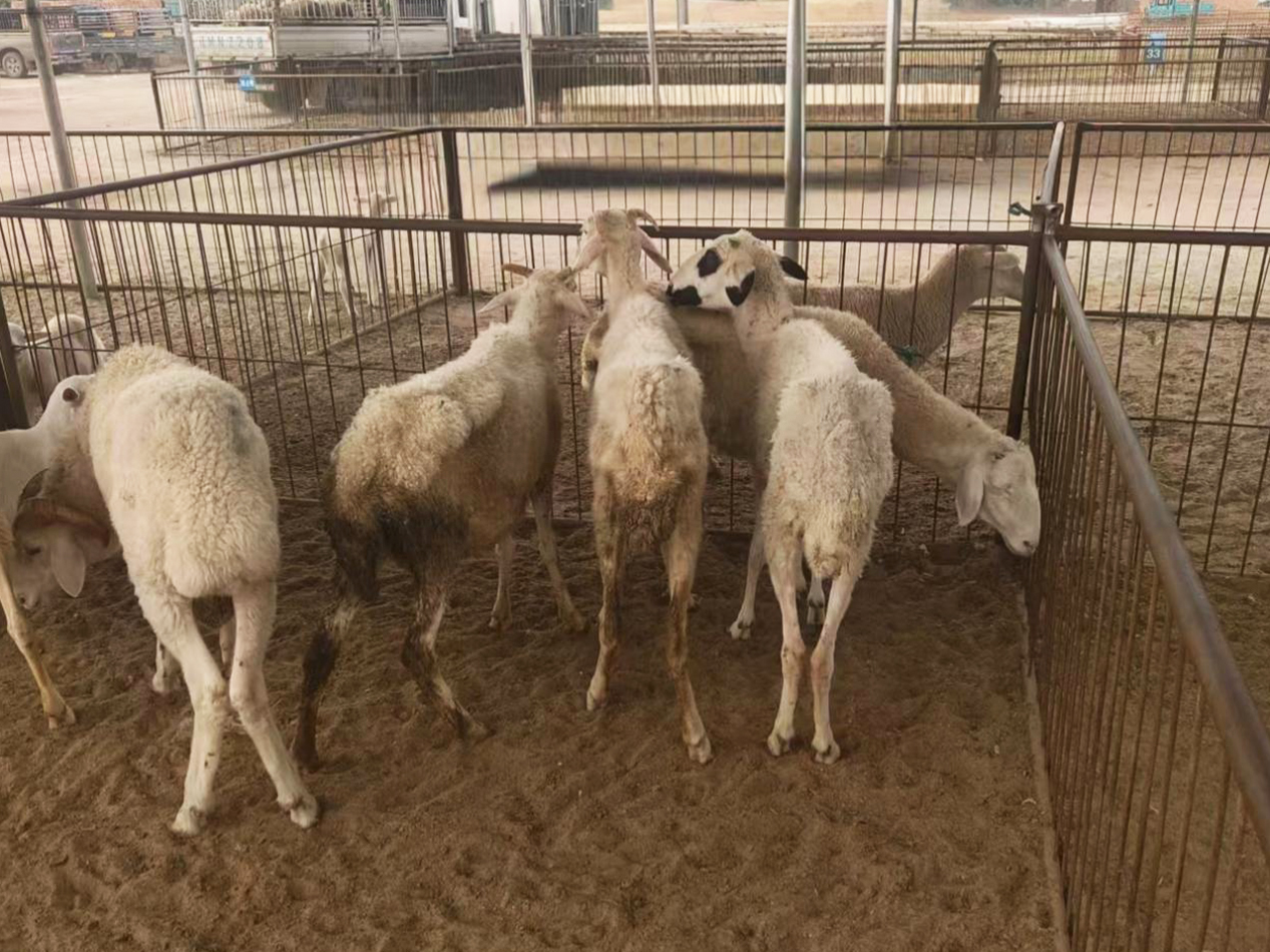 肉羊蹄子变形原因之浅析