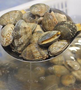 鲜活花蛤